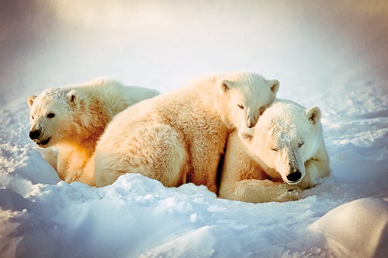 Polar Bears of Churchill