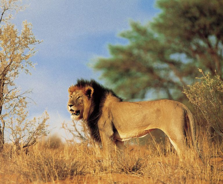 Africa’s Wildlife