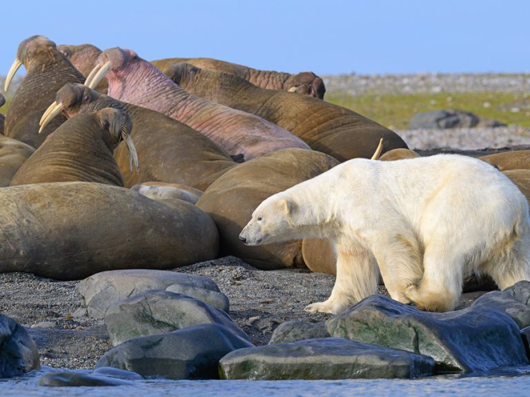 Arctic Circle Cruise