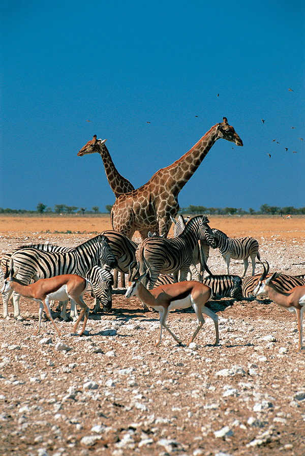 Africa’s Wildlife