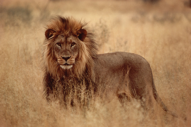 Classic Safari: Kenya & Tanzania