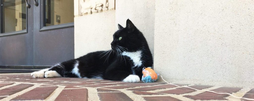 Powell Cat