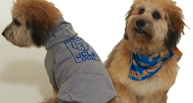 ucla dog sweater